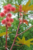 Giftpflanzen aus der Kriminalgeschichte - 02 Blüten- und Fruchstand des Ricinus (Bildautor: Edda Rose)